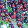 Jaboticaba Tree Live Plant, Red Jaboticaba Tree From 2 Feet Height In 3 Gallon Pot No Ship To CA
