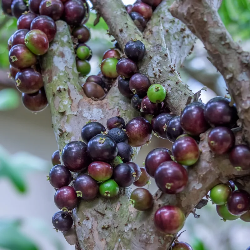 Jaboticaba Tree Live Plant, Red Jaboticaba Tree From 2 Feet Height In 3 Gallon Pot No Ship To CA