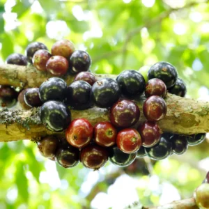 Jaboticaba Tree Live Plant, Red Jaboticaba Tree From 2 Feet Height In 3 Gallon Pot No Ship To CA