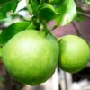 Pomelo Fruit Tree, Pomelo Tree Plant Large Tree From 2 Feet Tall, Citrus Plant, Live Citrus Tree In Pot No Ship To CA
