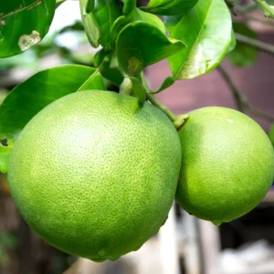 Pomelo Fruit Tree, Pomelo Tree Plant Large Tree From 2 Feet Tall, Citrus Plant, Live Citrus Tree In Pot No Ship To CA