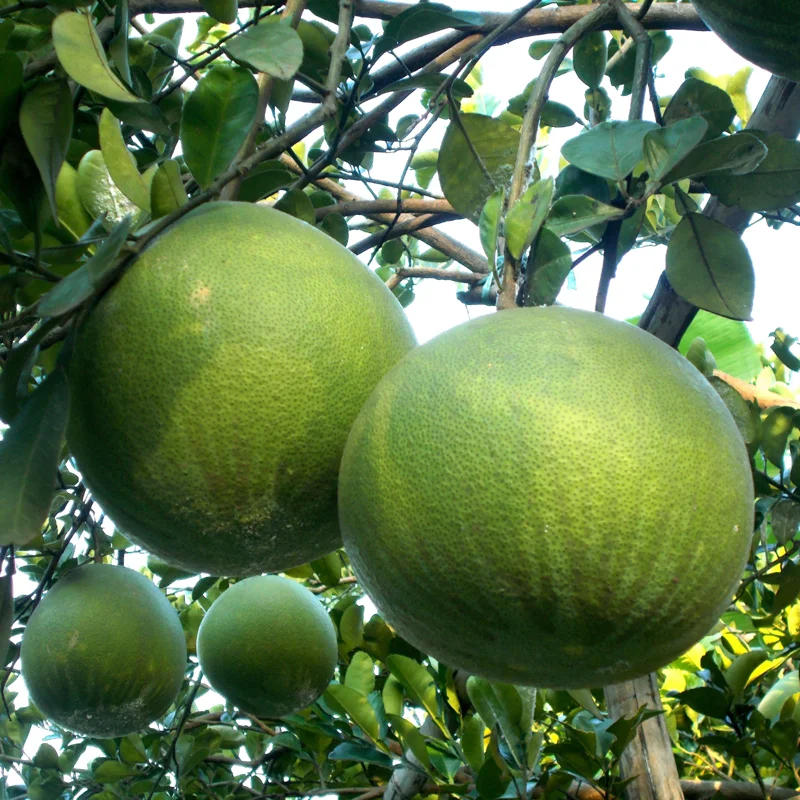 Pomelo Fruit Tree, Pomelo Tree Plant Large Tree From 2 Feet Tall, Citrus Plant, Live Citrus Tree In Pot No Ship To CA