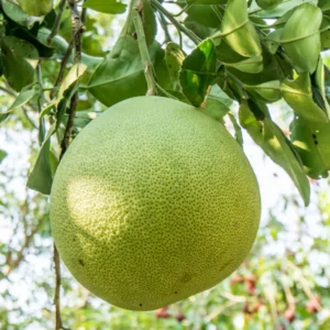 Pomelo Fruit Tree, Pomelo Tree Plant Large Tree From 2 Feet Tall, Citrus Plant, Live Citrus Tree In Pot No Ship To CA