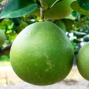 Pomelo Fruit Tree, Pomelo Tree Plant Large Tree From 2 Feet Tall, Citrus Plant, Live Citrus Tree In Pot No Ship To CA