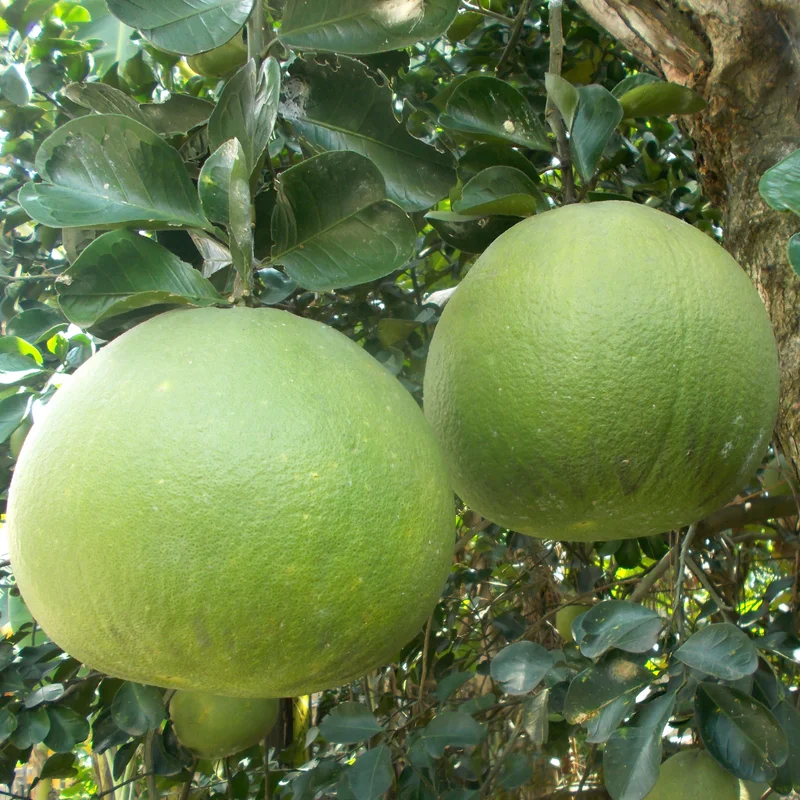 Pomelo Fruit Tree, Pomelo Tree Plant Large Tree From 2 Feet Tall, Citrus Plant, Live Citrus Tree In Pot No Ship To CA