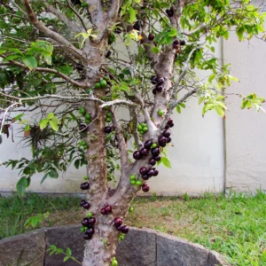 Jaboticaba Tree Live Plant, Red Jaboticaba Tree From 2 Feet Height In 3 Gallon Pot No Ship To CA