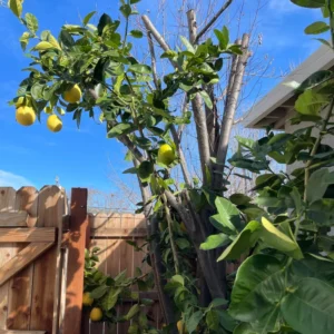 Lemon Tree Live Plant, Ponderosa Lemon Tree, Live Lemon Tree Plant Outdoor, Lemon Citrus Tree 2 Feet No Ship To CA