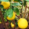 Lemon Tree Live Plant, Ponderosa Lemon Tree, Live Lemon Tree Plant Outdoor, Lemon Citrus Tree 2 Feet No Ship To CA