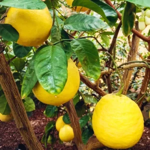Lemon Tree Live Plant, Ponderosa Lemon Tree, Live Lemon Tree Plant Outdoor, Lemon Citrus Tree 2 Feet No Ship To CA
