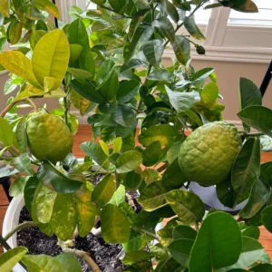 Lemon Tree, Ponderosa Lemon Tree Live, Lemon Tree Live, Citrus Lemon Tree From 2 Feet Tall In Pot No Ship To CA