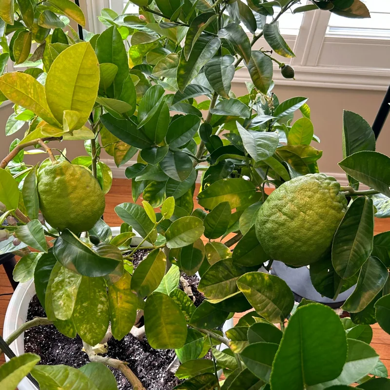 Lemon Tree, Ponderosa Lemon Tree Live, Lemon Tree Live, Citrus Lemon Tree From 2 Feet Tall In Pot No Ship To CA