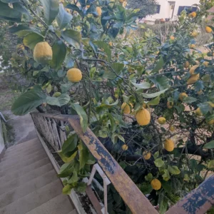 Lemon Tree, Ponderosa Lemon Tree Live, Lemon Tree Live, Citrus Lemon Tree From 2 Feet Tall In Pot No Ship To CA