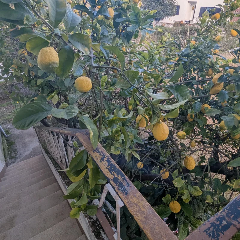 Lemon Tree, Ponderosa Lemon Tree Live, Lemon Tree Live, Citrus Lemon Tree From 2 Feet Tall In Pot No Ship To CA