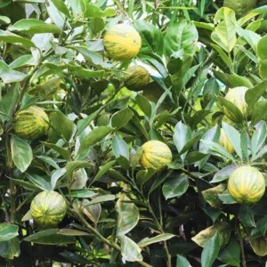 Lemon Tree Live Plant, Varigated Lemon Tree, Pink Lemon Fruit Tree, Varigated Pink Lemon 2 To 3 Feet Height Live In Pot No Ship To CA