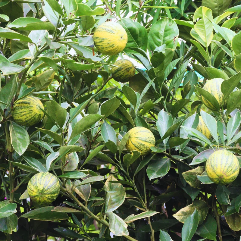 Lemon Tree Live Plant, Varigated Lemon Tree, Pink Lemon Fruit Tree, Varigated Pink Lemon 2 To 3 Feet Height Live In Pot No Ship To CA