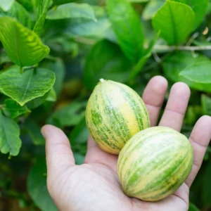 Lemon Tree Live Plant, Varigated Lemon Tree, Pink Lemon Fruit Tree, Varigated Pink Lemon 2 To 3 Feet Height Live In Pot No Ship To CA