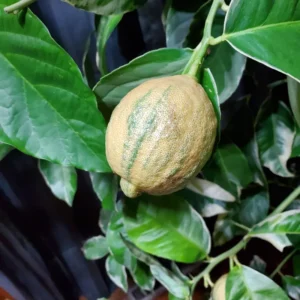 Lemon Tree Live Plant, Varigated Lemon Tree, Pink Lemon Fruit Tree, Varigated Pink Lemon 2 To 3 Feet Height Live In Pot No Ship To CA