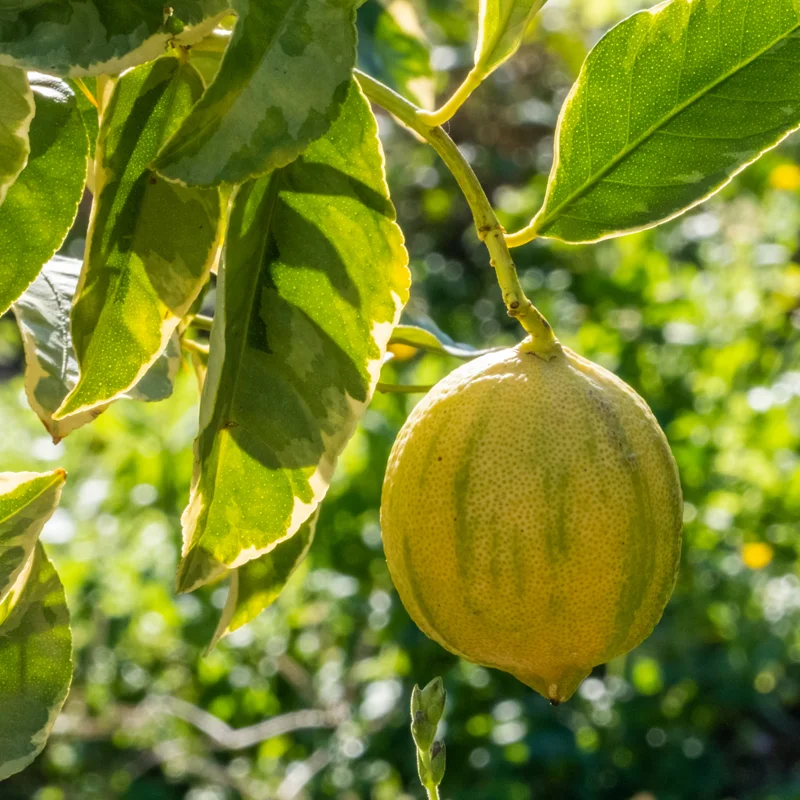 Lemon Tree Live Plant, Varigated Lemon Tree, Pink Lemon Fruit Tree, Varigated Pink Lemon 2 To 3 Feet Height Live In Pot No Ship To CA