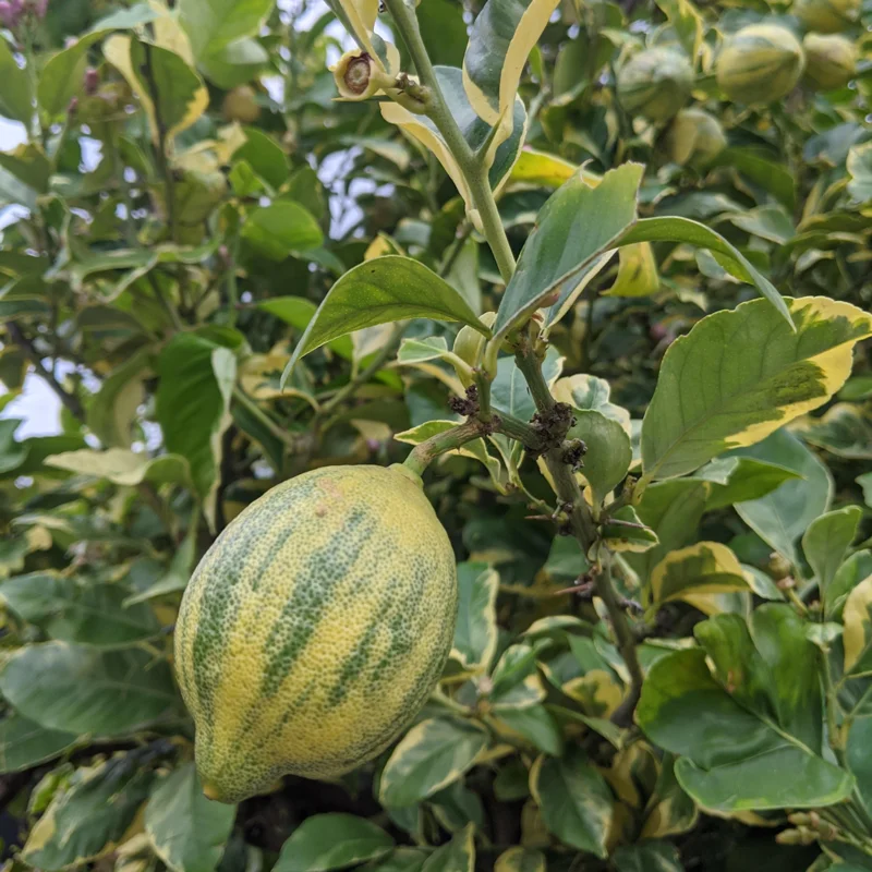 Lemon Tree Live Plant, Varigated Lemon Tree, Pink Lemon Fruit Tree, Varigated Pink Lemon 2 To 3 Feet Height Live In Pot No Ship To CA