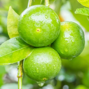 Lime Tree, Persian Lime Fruit Tree, Persian Lime Tree Live Plant 3 Feet Height Potted, Outdoor Fruit Tree No Ship To CA