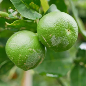 Lime Tree, Persian Lime Fruit Tree, Persian Lime Tree Live Plant 3 Feet Height Potted, Outdoor Fruit Tree No Ship To CA