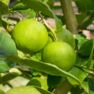 Lime Tree, Persian Lime Fruit Tree, Persian Lime Tree Live Plant 3 Feet Height Potted, Outdoor Fruit Tree No Ship To CA