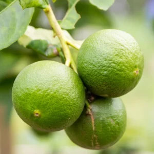 Lime Tree, Persian Lime Fruit Tree, Persian Lime Tree Live Plant 3 Feet Height Potted, Outdoor Fruit Tree No Ship To CA