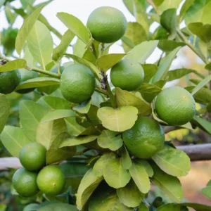Lime Tree, Persian Lime Fruit Tree, Persian Lime Tree Live Plant 3 Feet Height Potted, Outdoor Fruit Tree No Ship To CA