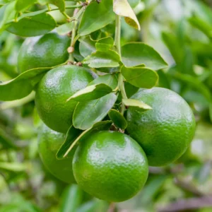 Persian Lime Tree, Lime Lemon Tree, Lime Plant, Grafted Lime Tree 3 Feet Tall, Large Pot For Garden No Ship To CA