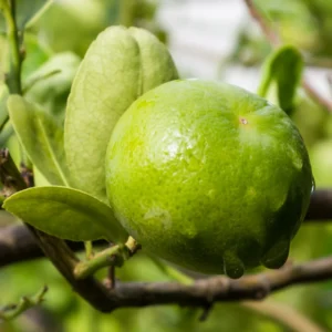 Persian Lime Tree, Lime Lemon Tree, Lime Plant, Grafted Lime Tree 3 Feet Tall, Large Pot For Garden No Ship To CA