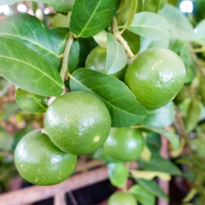 Persian Lime Tree, Lime Lemon Tree, Lime Plant, Grafted Lime Tree 3 Feet Tall, Large Pot For Garden No Ship To CA