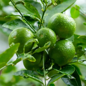 Persian Lime Tree, Lime Lemon Tree, Lime Plant, Grafted Lime Tree 3 Feet Tall, Large Pot For Garden No Ship To CA