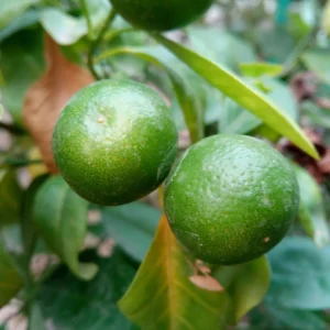 Persian Lime Tree, Lime Lemon Tree, Lime Plant, Grafted Lime Tree 3 Feet Tall, Large Pot For Garden No Ship To CA