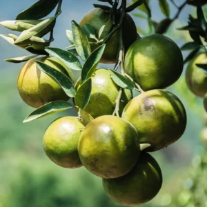 Satsuma Tree Live Plant, Satsuma Mandarin Plant, Satsuma Mandarin Tree 2 To 3 Feet In Pot No Ship To CA