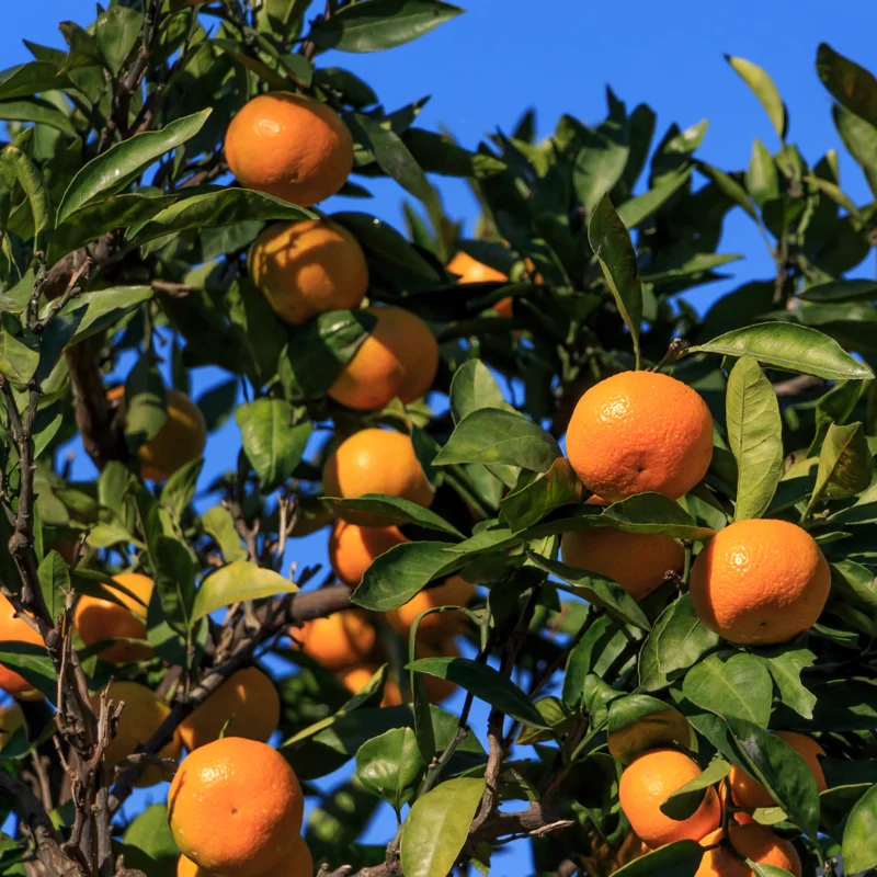 Satsuma Tree Live Plant, Satsuma Mandarin Plant, Satsuma Mandarin Tree 2 To 3 Feet In Pot No Ship To CA