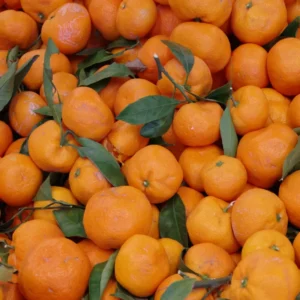 Satsuma Tree Live Plant, Satsuma Mandarin Plant, Satsuma Mandarin Tree 2 To 3 Feet In Pot No Ship To CA
