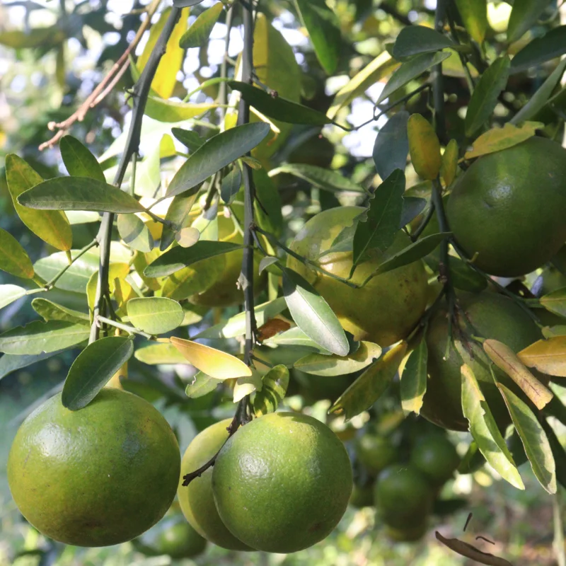 Satsuma Tree Live Plant, Satsuma Mandarin Plant, Satsuma Mandarin Tree 2 To 3 Feet In Pot No Ship To CA