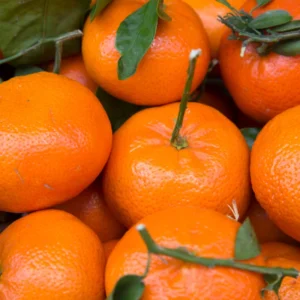 Satsuma Tree, Sweet Tangerine Tree, Live Satsuma Tree, Mandarin Tree From 2 Feet Live In Pot Outdoor No Ship To CA