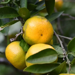 Satsuma Tree, Sweet Tangerine Tree, Live Satsuma Tree, Mandarin Tree From 2 Feet Live In Pot Outdoor No Ship To CA