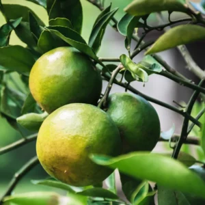 Satsuma Tree, Sweet Tangerine Tree, Live Satsuma Tree, Mandarin Tree From 2 Feet Live In Pot Outdoor No Ship To CA