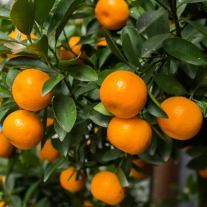 Ponkan Mandarin Plant, Ponkan Tangerine Tree Live Plant, Sweet Ponkan Madarin 2 to 3 Feet Height, Large Pot No Ship To CA