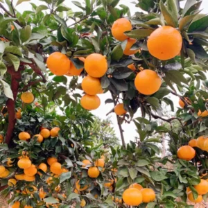 Ponkan Mandarin Plant, Ponkan Tangerine Tree Live Plant, Sweet Ponkan Madarin 2 to 3 Feet Height, Large Pot No Ship To CA