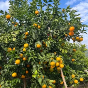 Ponkan Mandarin Plant, Ponkan Tangerine Tree Live Plant, Sweet Ponkan Madarin 2 to 3 Feet Height, Large Pot No Ship To CA