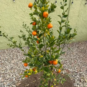 Ponkan Mandarin Plant, Ponkan Tangerine Tree Live Plant, Sweet Ponkan Madarin 2 to 3 Feet Height, Large Pot No Ship To CA