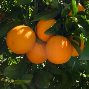 Clementine Mandarin Orange Tree, Clementine Mandarin Fruit Tree, Mandarin Tree 2 Feet For Planting No Ship To CA