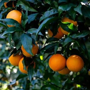 Clementine Mandarin Orange Tree, Clementine Mandarin Fruit Tree, Mandarin Tree 2 Feet For Planting No Ship To CA