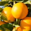 Valencia Orange Tree, Orange Fruit Plant, Orange Fruit Tree Live Plant From 2 Feet Height In Pot No Ship To CA