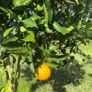Valencia Orange Tree, Orange Fruit Plant, Orange Fruit Tree Live Plant From 2 Feet Height In Pot No Ship To CA