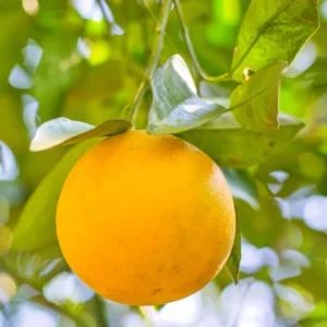 Valencia Orange Tree, Orange Fruit Plant, Orange Fruit Tree Live Plant From 2 Feet Height In Pot No Ship To CA