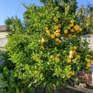 Valencia Orange Tree, Orange Fruit Plant, Orange Fruit Tree Live Plant From 2 Feet Height In Pot No Ship To CA